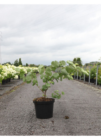 CERCIS siliquastrum En pot de 10-12 litres