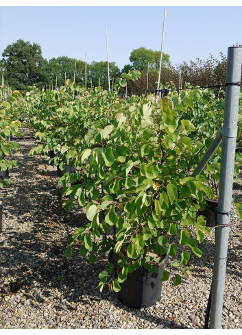 CERCIS siliquastrum En pot de 15-20 litres