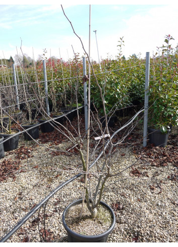 CERCIS siliquastrum En pot de 15-20 litres