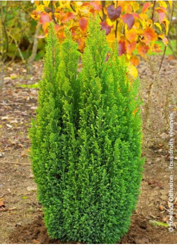 CHAMAECYPARIS lawsoniana ELLWOOD'S GOLD