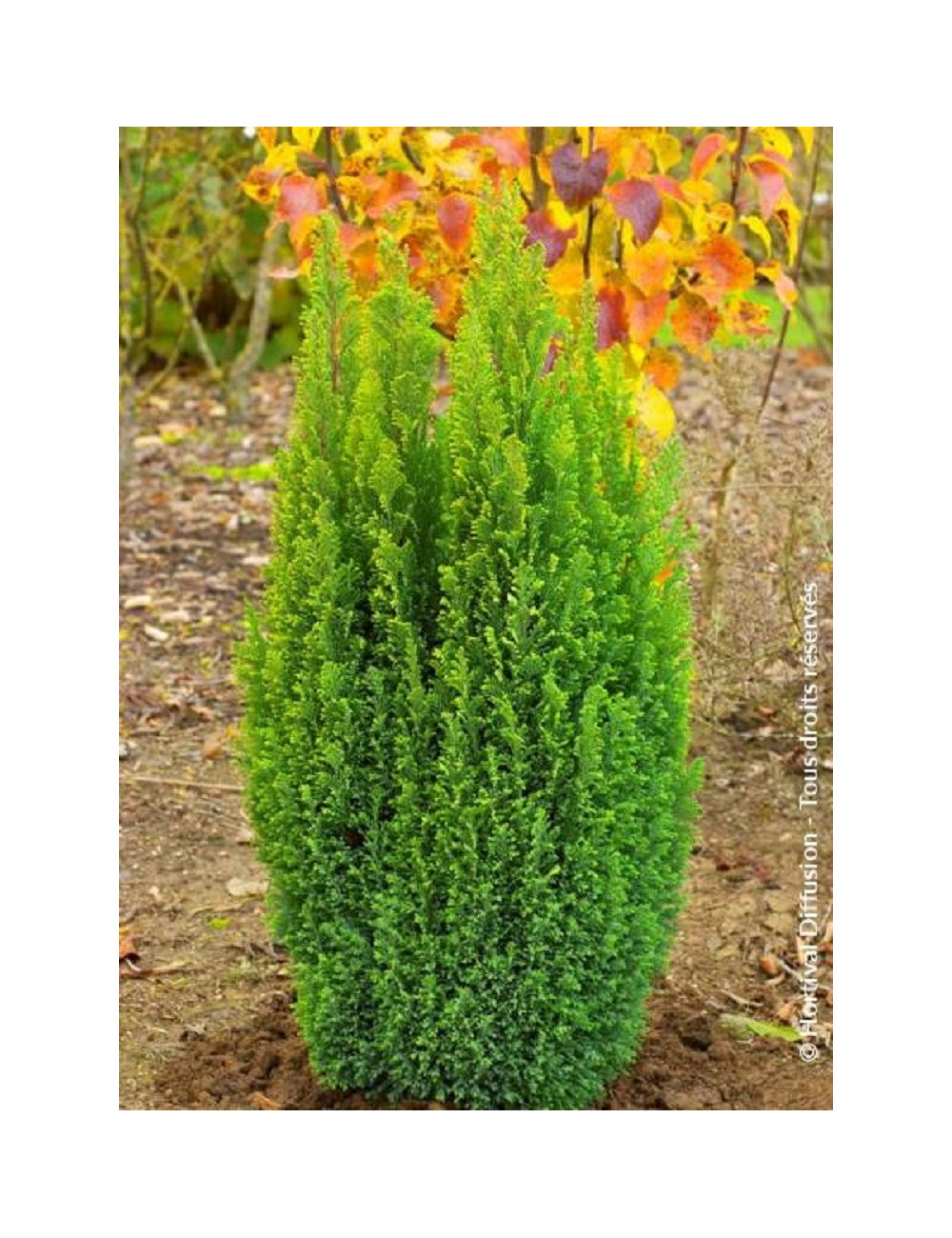 CHAMAECYPARIS lawsoniana ELLWOOD'S GOLD