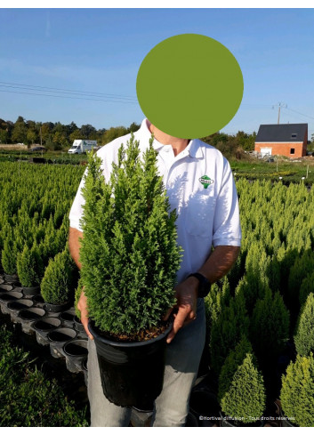 CHAMAECYPARIS lawsoniana ELLWOOD'S GOLD En pot de 4-5 litres