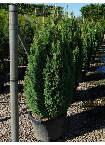 CHAMAECYPARIS lawsoniana ELLWOOD'S GOLD En pot de 25-30 litres