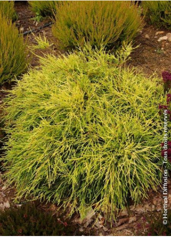 CHAMAECYPARIS pisifera SUNGOLD