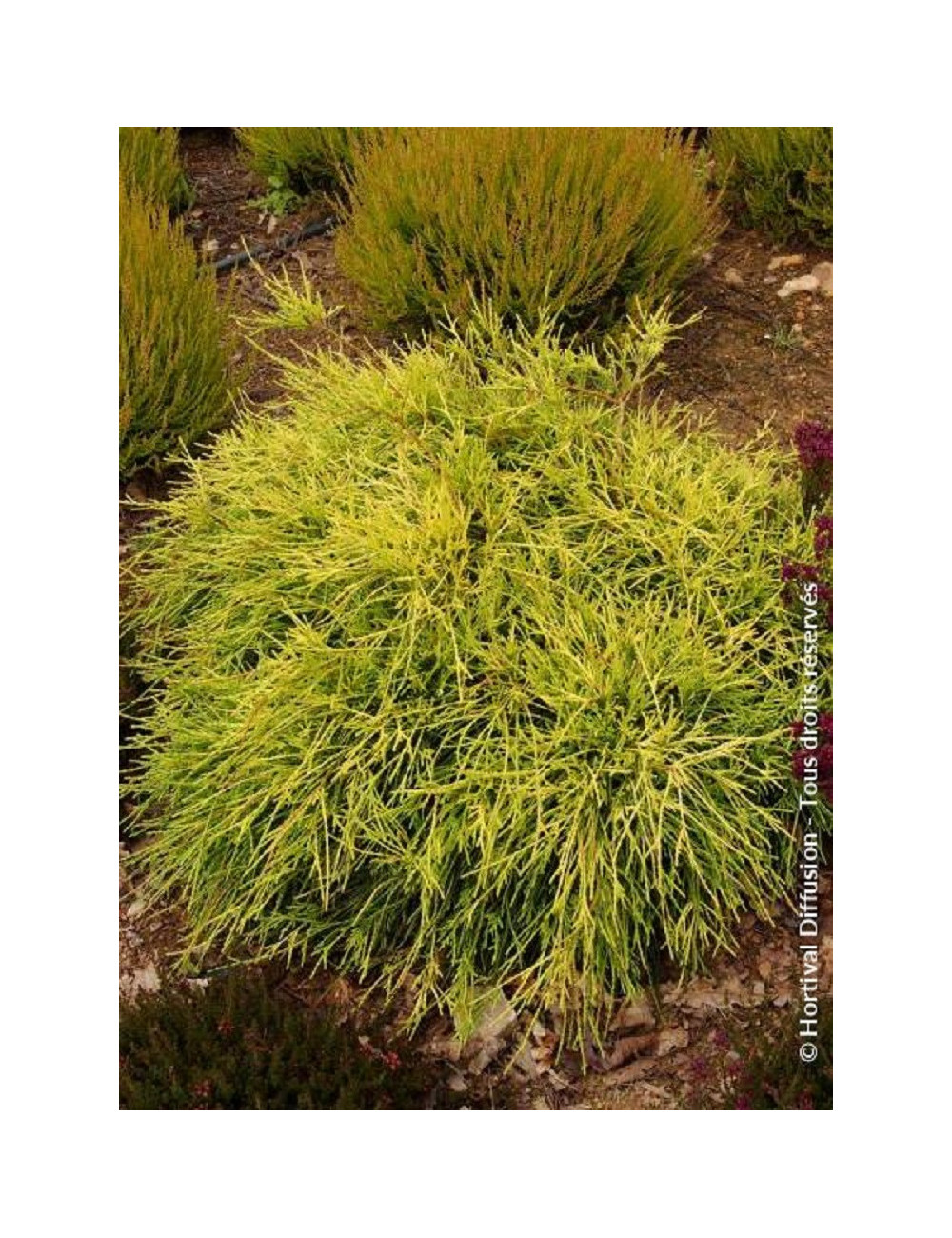 CHAMAECYPARIS pisifera SUNGOLD