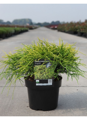 CHAMAECYPARIS pisifera SUNGOLD En pot de 4-5 litres