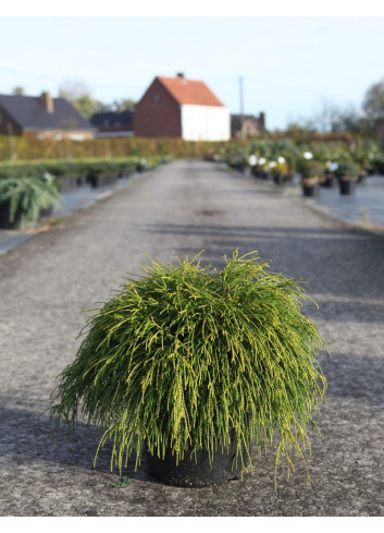 CHAMAECYPARIS pisifera SUNGOLD En pot de 7-10 litres