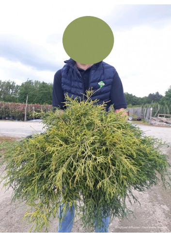 CHAMAECYPARIS pisifera SUNGOLD En pot de 10-12 litres