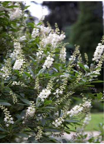 CLETHRA alnifolia