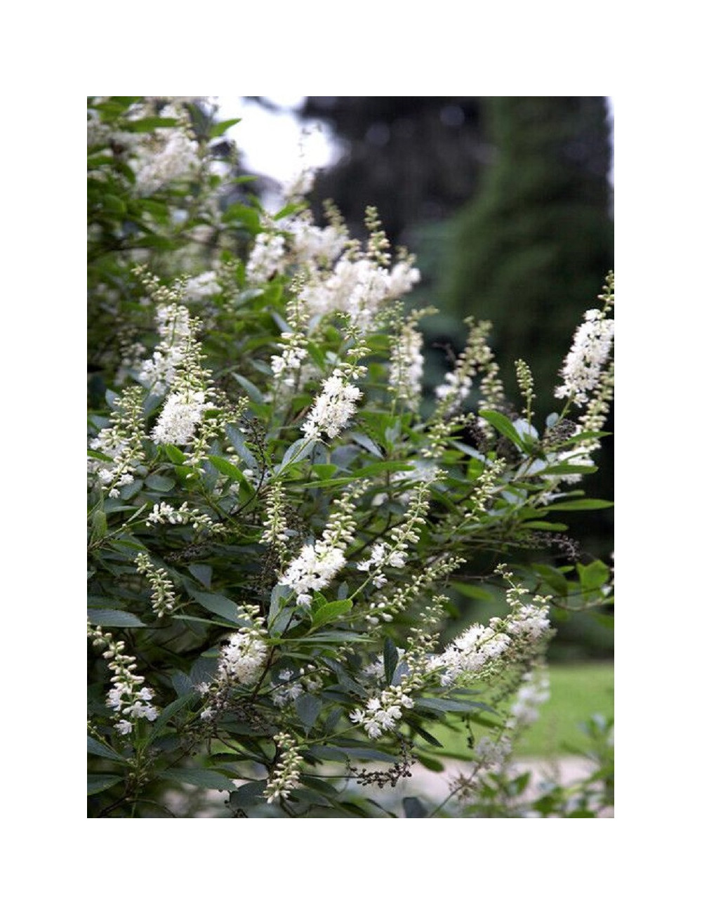 CLETHRA alnifolia