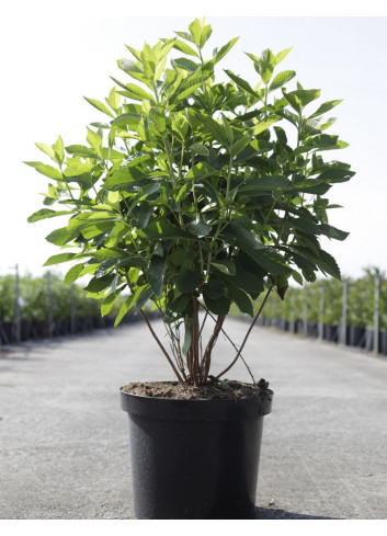 CLETHRA alnifolia En pot de 10-12 litres