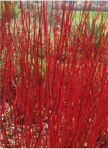 CORNUS alba