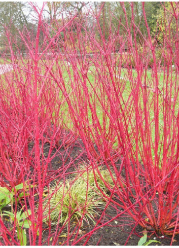 CORNUS alba