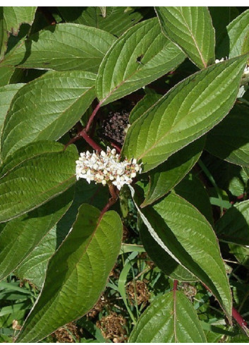 CORNUS alba