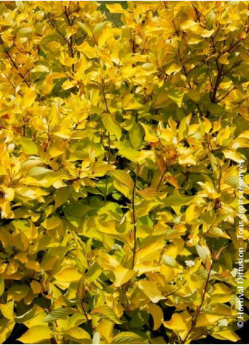 CORNUS alba AUREA