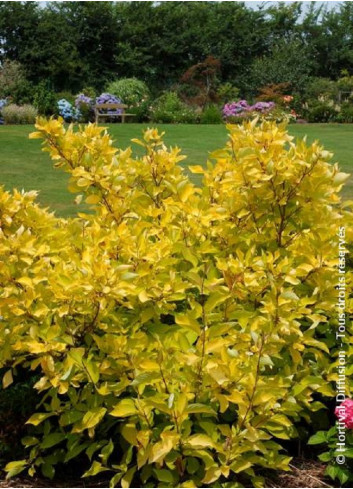 CORNUS alba AUREA