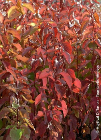 CORNUS alba AUREA