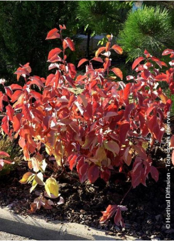 CORNUS alba AUREA