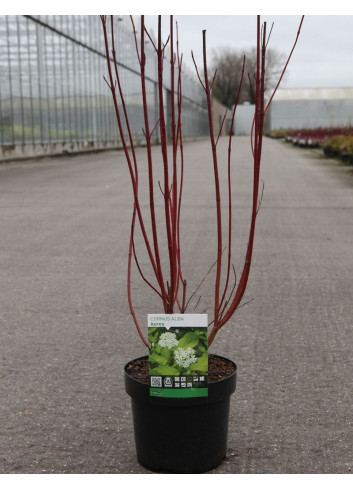 CORNUS alba AUREA En pot de 3-4 litres