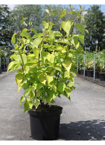 CORNUS alba AUREA En pot de 10-12 litres