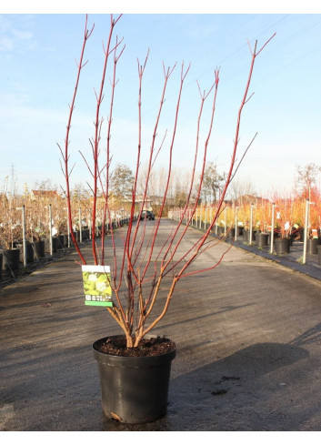 CORNUS alba AUREA En pot de 10-12 litres