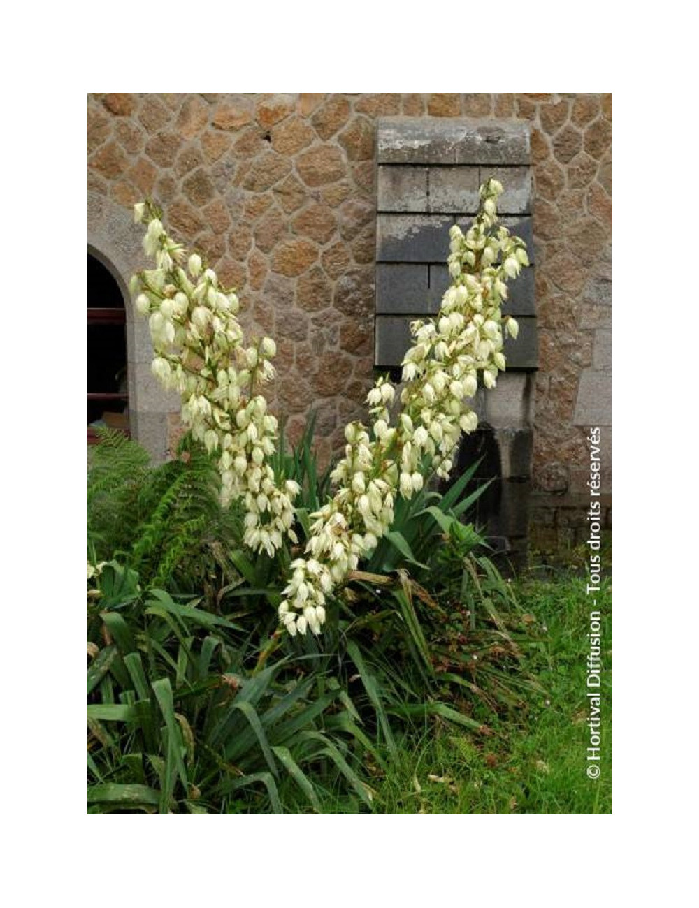 YUCCA filamentosa