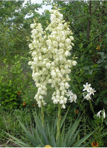 YUCCA filamentosa