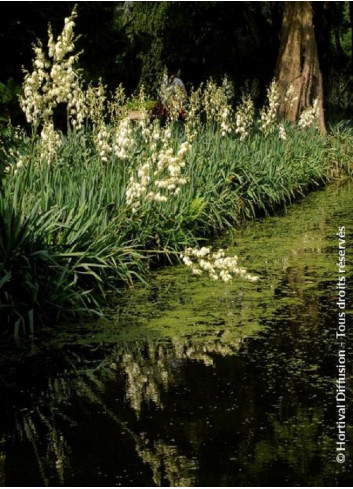 YUCCA filamentosa