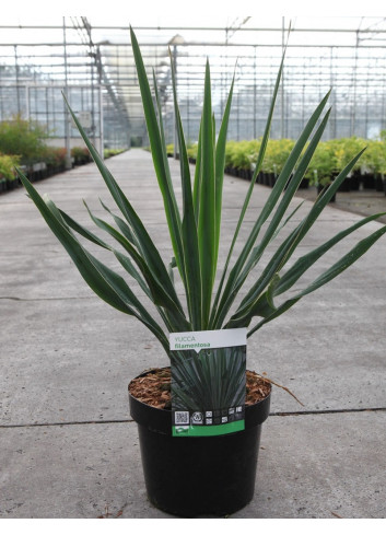 YUCCA filamentosa En pot de 4-5 litres