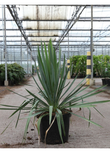 YUCCA filamentosa En pot de 10-12 litres