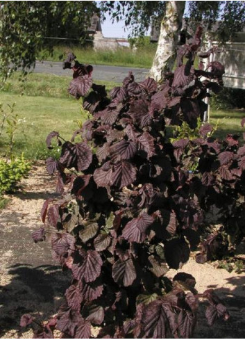 CORYLUS avellana RED MAJESTIC