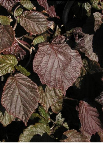 CORYLUS avellana RED MAJESTIC