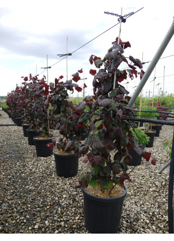 CORYLUS avellana RED MAJESTIC En pot de 15-20 litres