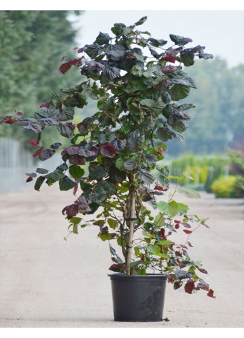 CORYLUS avellana RED MAJESTIC En pot de 25-30 litres