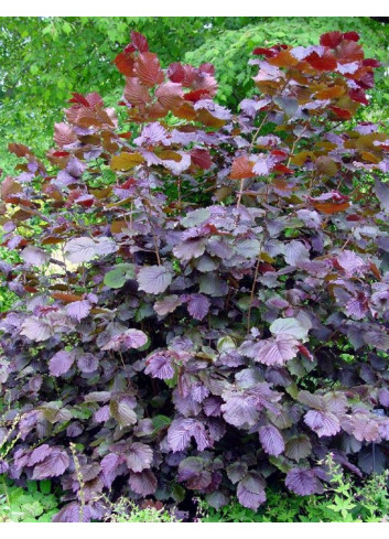 CORYLUS maxima PURPUREA