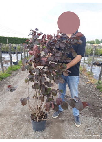 CORYLUS maxima PURPUREA En pot de 10-12 litres