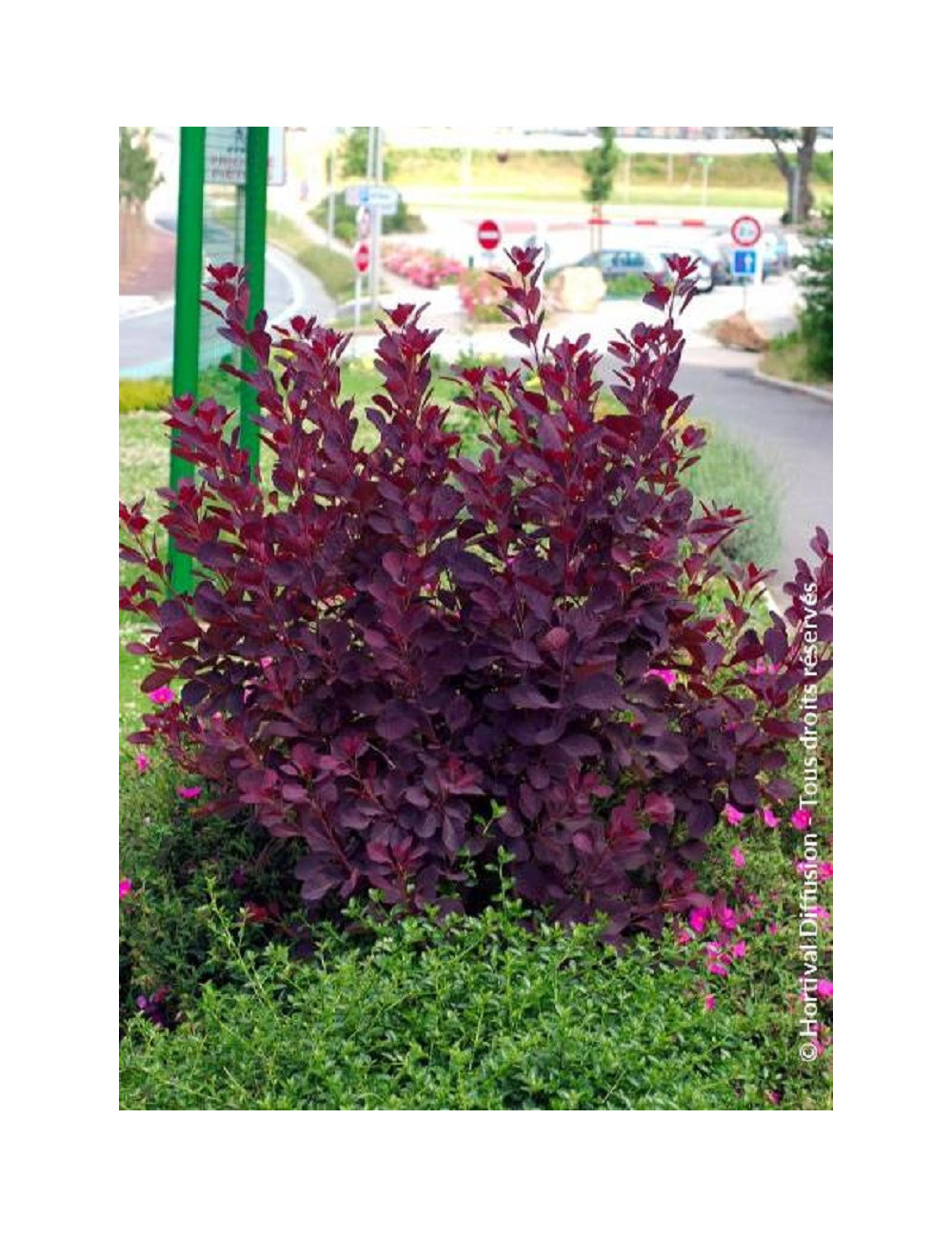 COTINUS coggygria ROYAL PURPLE