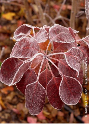 COTINUS coggygria ROYAL PURPLE