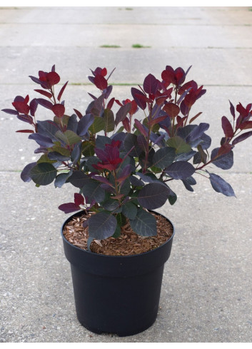 COTINUS coggygria ROYAL PURPLE En pot de 4-5 litres