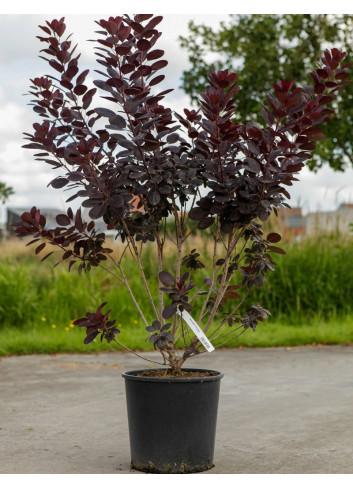 COTINUS coggygria ROYAL PURPLE En pot de 15-20 litres