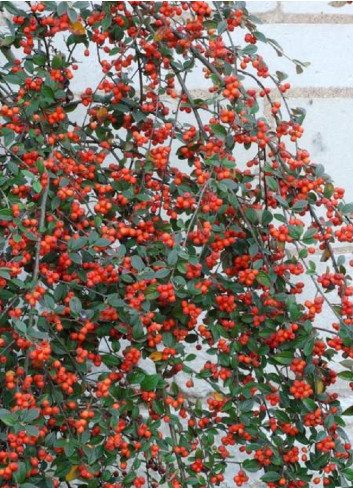 COTONEASTER franchetii