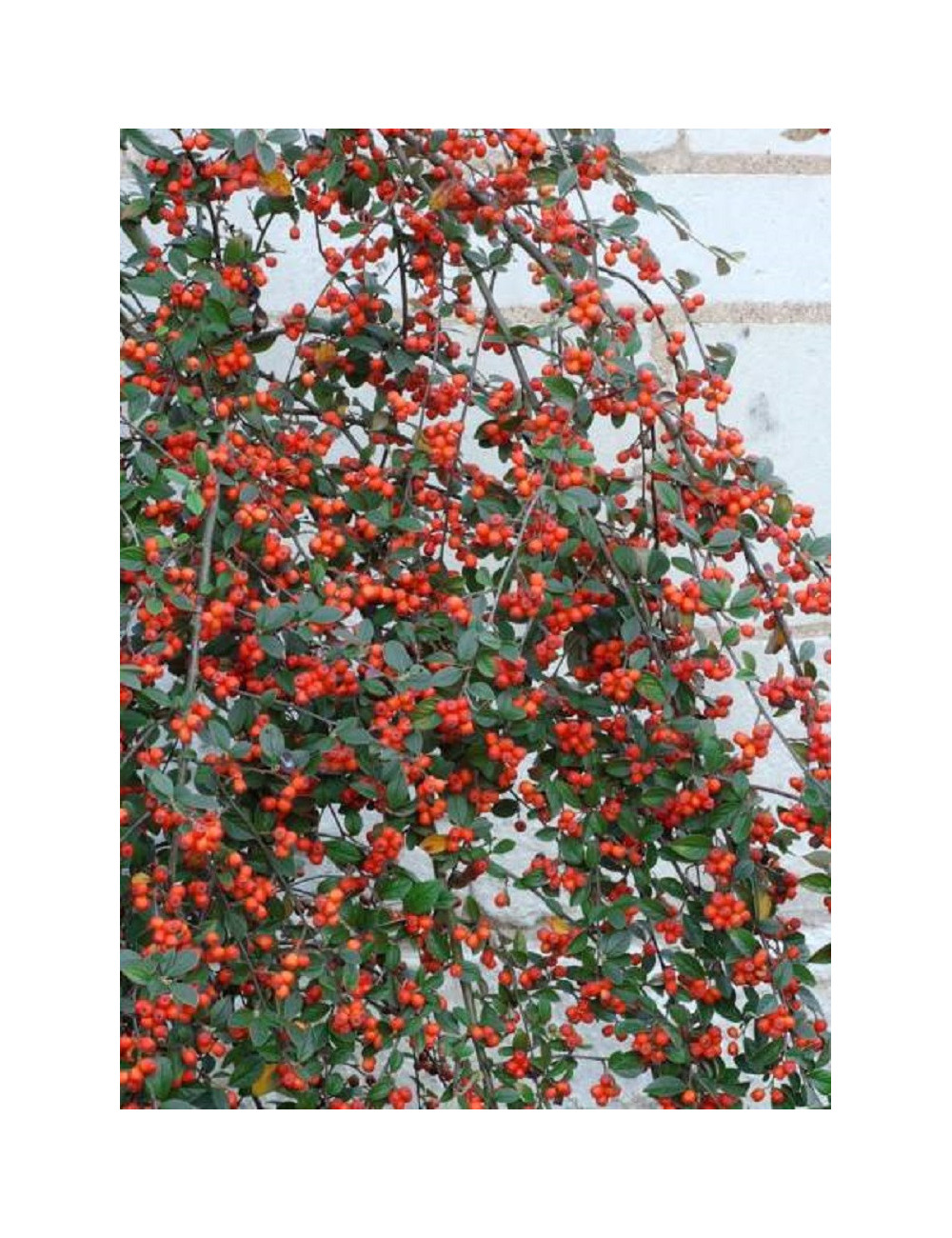 COTONEASTER franchetii