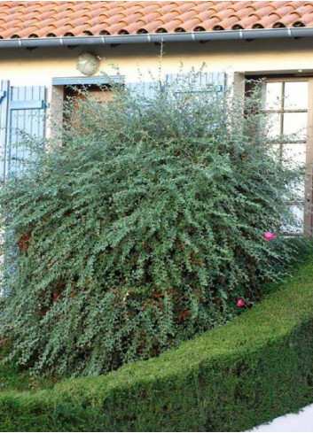 COTONEASTER franchetii