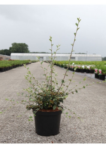 COTONEASTER franchetii En pot de 3-4 litres