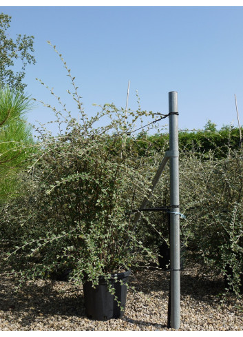 COTONEASTER franchetii En pot de 25-30 litres