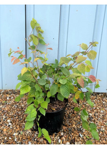 CORYLOPSIS pauciflora En pot de 7-10 litres