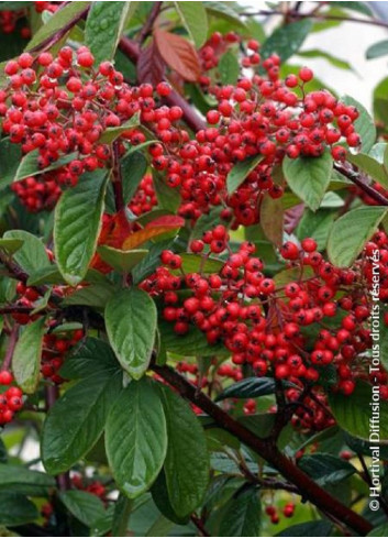 COTONEASTER lacteus