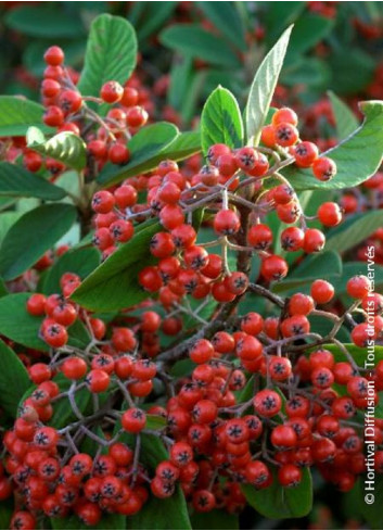 COTONEASTER lacteus