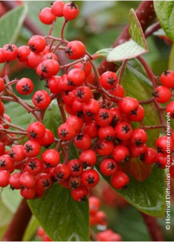 COTONEASTER lacteus