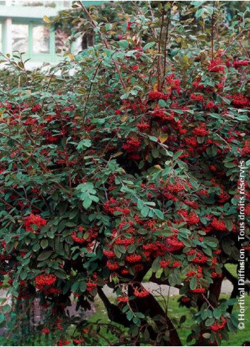 COTONEASTER lacteus